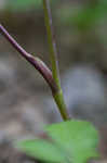 Hairy angelica